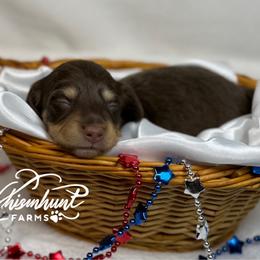 Choc n cream 2 - Chocolate and cream female Dachshund puppy in Nashville, Arkansas from Whisenhunt Farms
