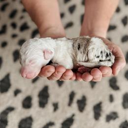 Hugh. - Blue merle and white male Sheepadoodle puppy in Wabash, Indiana from DOODCompany