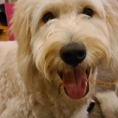 Goldendoodle Puppies from Pearl's Puppies LLC