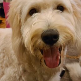Goldendoodle Puppies from Pearl's Puppies LLC