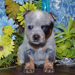 Australian Cattle Dog and Pembroke Welsh Corgi Puppies from Heelers in Texas
