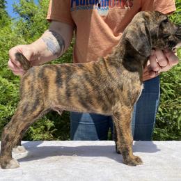 Mountain Cur Puppies from Walnut Ridge Mountain Curs