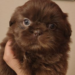 Bree - Chocolate female Shih Tzu puppy in Memphis, Tennessee from Thorntons Fur Crew