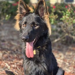 Xaden - German Shepherd