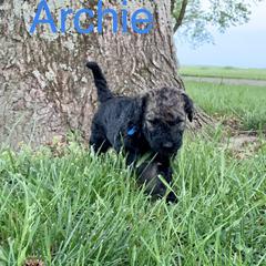 Double Doodle Puppies from Little Muddy Doodles