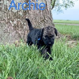 Double Doodle Puppies from Little Muddy Doodles
