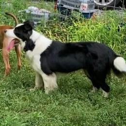 Artemis - Black and white female Border Collie puppy in Ashford, Connecticut from Cross Creek