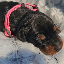 Kalice - Black and rust female Doberman Pinscher puppy in Aurora, Indiana from Double-Take Doberman Kennels
