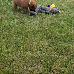 Boy 1 - Mahogany male Belgian Malinois puppy in Paynes Corner, Virginia from Von-Zito Belgian Malinois