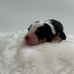 Rainbow Dash - Tri-color female Bernedoodle puppy in Clermont, Florida from Shadow Bernedoodles & Dog Training