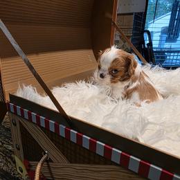 Loki - Blenheim male Cavalier King Charles Spaniel puppy in West Valley, Utah from Criddle Mountain Cavaliers