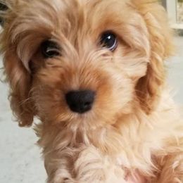 Cavalier King Charles Spaniels, Cavapoos, and Havanese from Grayfinn House