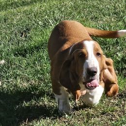 Basset Hounds and Dachshunds from TN Miniature Dachshunds
