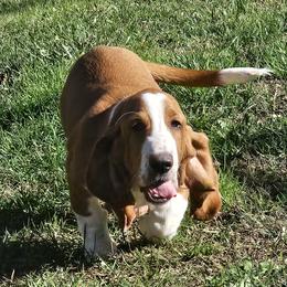 Basset Hounds and Dachshunds from TN Miniature Dachshunds