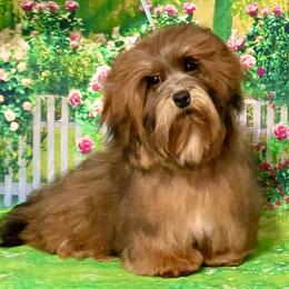 Cayanne - Havanese