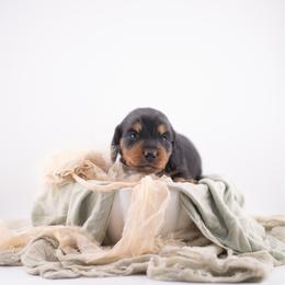 Briar AKC - Black and tan female Dachshund puppy in Erick, Oklahoma from 4-L Backyard Dach
