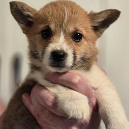 Fern - Red female Pembroke Welsh Corgi puppy in Mount Vernon, Ohio from Rose Water Corgis in Ohio