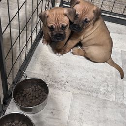 American Pit Bull Terrier Puppies from Floss Dog Kennels