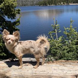 Bracco Italianos and Chihuahuas from Snow Peak Kennel