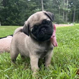 Cuteness - Fawn female Pug puppy in Augusta, Wisconsin from Maria Martin