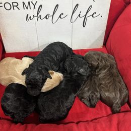 Cashmere - Brown female Maltipoo puppy in Apple Valley, California from Boujeepups