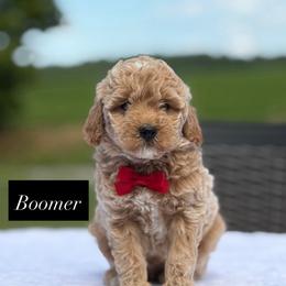 Boomer - Apricot male Goldendoodle puppy in Estesburg, Kentucky from Wet Goldendoodle Kisses