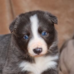 Slate Female - Slate female Border Collie puppy in Courtland, Alabama from C Bar C Ranch Border Collies