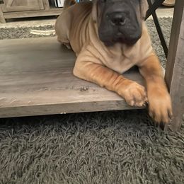 Chinese Shar-Pei Puppies from Sunspire Shar-Pei