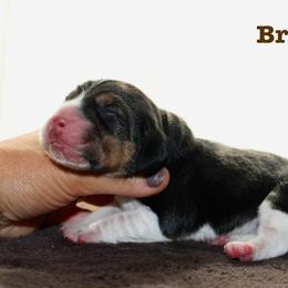 Brown Boy - Black tan and white male Beagle puppy in Grantsville, Maryland from Fable & Fern Beagles