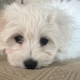 Cotons de Tulear from My Sweet Cotons