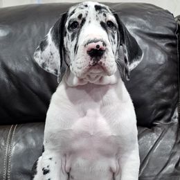 Perfection - Harlequin female Great Dane puppy in Castle Rock, Washington from Uber Alles Great Danes