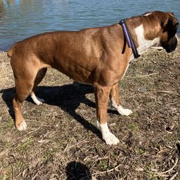 Boxer All Grown Up from Rumors of Luv Boxers