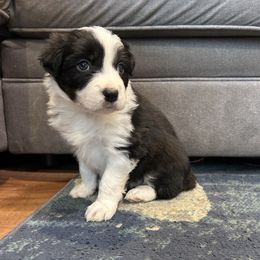Reese - Black and white female Border Collie puppy in Franklin, Maine from Broad Meadow Borders
