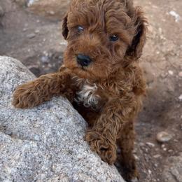 Travis - Red  male Poodle puppy in Saint George, Utah from Oodles of Poodles