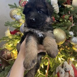 Cream Collar Girl ( Lime prev.) - Black and red female German Shepherd puppy in Gunter, Texas from Gunter Gables German Shepherds