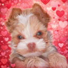 Aurora - Parti female Yorkshire Terrier puppy in Atlanta, Georgia from Royal Beauties Yorkies of Atlanta