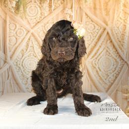 Bernedoodle and Goldendoodle Puppies from Adirondack Poodles Goldendoodles,Bernedoodles & Schnoodles