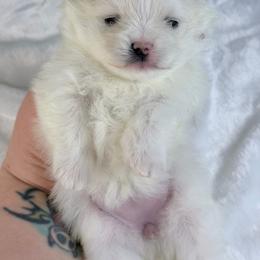 White girl with black on nose - White female Pomeranian puppy in Youngstown, Ohio from Peachy Pomeranians