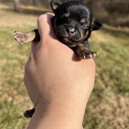 Mars - Black and tan male Chihuahua puppy in Delaplane, Virginia from CMW Interstellar Kennel