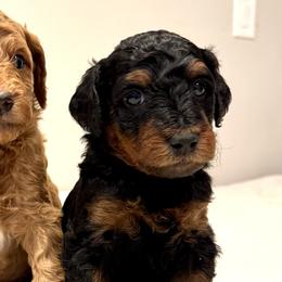Goldendoodles from Michelle's Goldendoodles