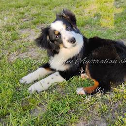 Miniature Australian Shepherd and Toy Australian Shepherd All Grown Up from Tagalong Lane Australian shepherds