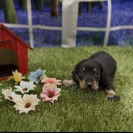 Black and Cream Wirehair Female - Black and cream female Dachshund puppy in Killeen, Texas from Southern Dachshunds