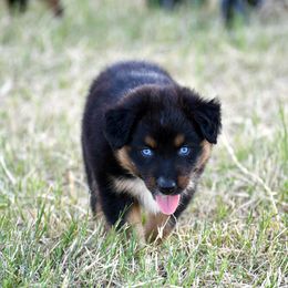 Australian Shepherd Puppies from Black Cow Kennels