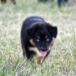 Australian Shepherd Puppies from Black Cow Kennels