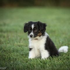 Sporty Mix Puppies from Ebonheart Kennel