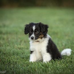 Sporty Mix Puppies from Ebonheart Kennel