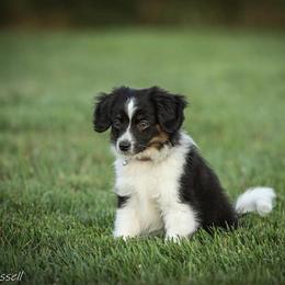 Sporty Mix Puppies from Ebonheart Kennel