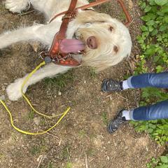 Bullmastiffs, French Bulldogs, and Spinoni Italiani from McDonald’s Bullmastiffs