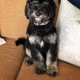 Bernedoodle, Double Doodle, and Goldendoodle Puppies from The Good Doodle