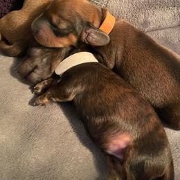Orange collar - Chocolate and tan female Dachshund puppy in Iredell, Texas from The Bloomin Dachshund